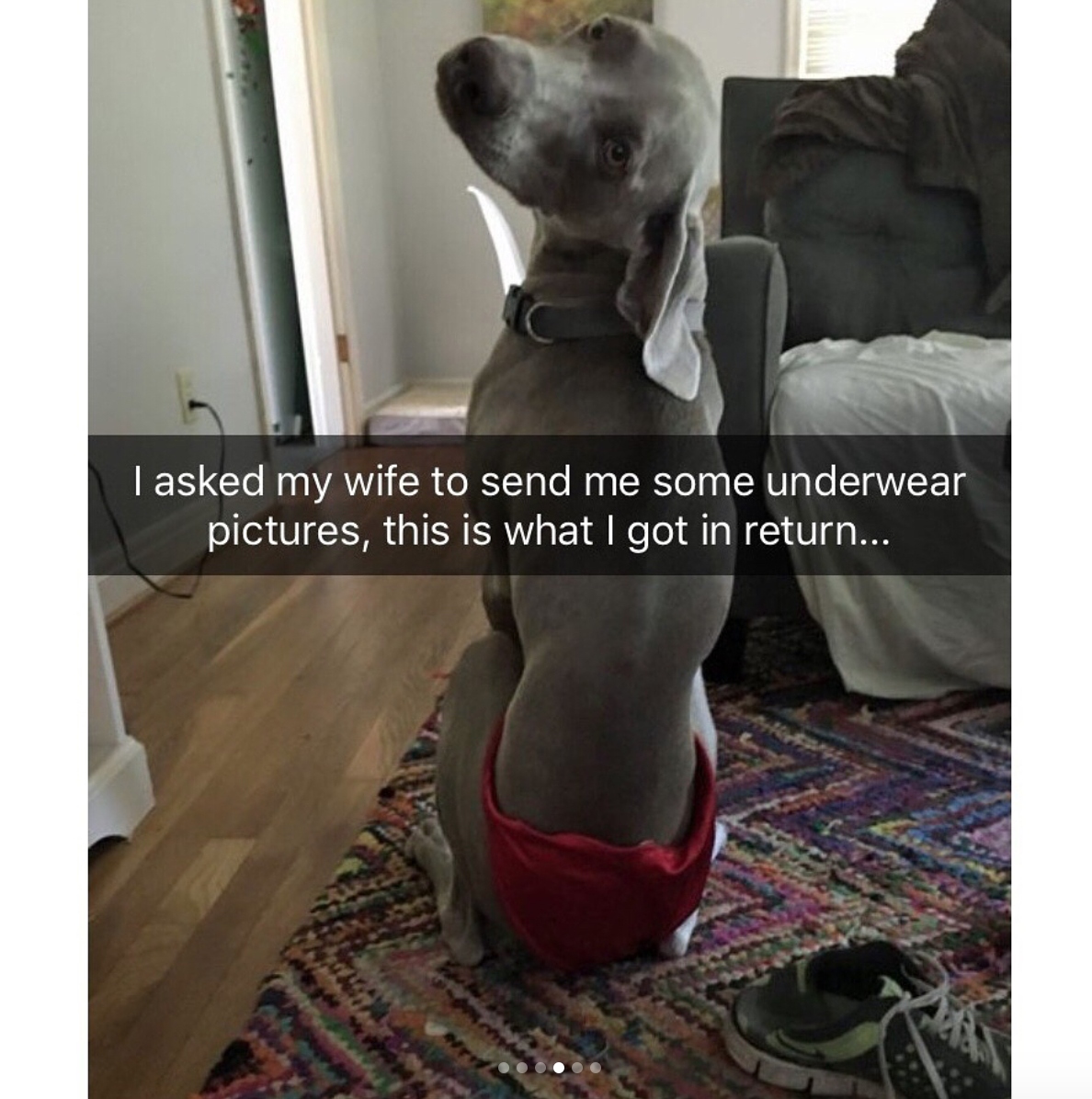 babyanimalgifs:  Animal snaps