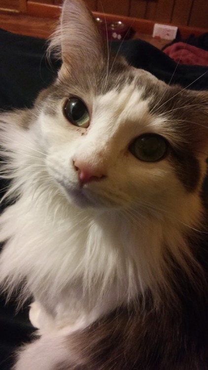 humaninferno:Hello it is Thursday have a picture of my cat