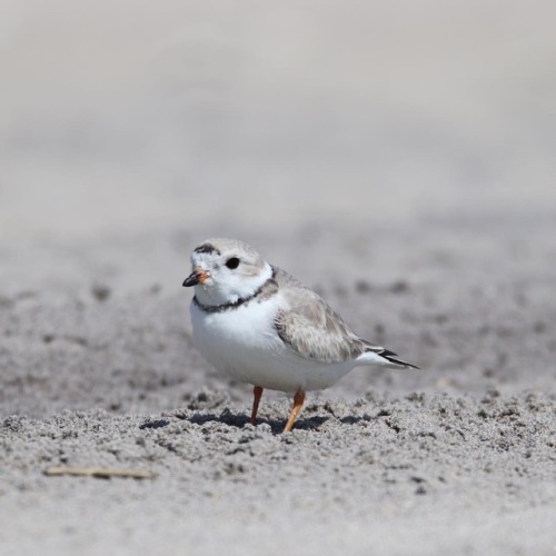 Plovers are back!! Keep an eye out for fenced off areas on beaches and respect the boundaries. Pipin