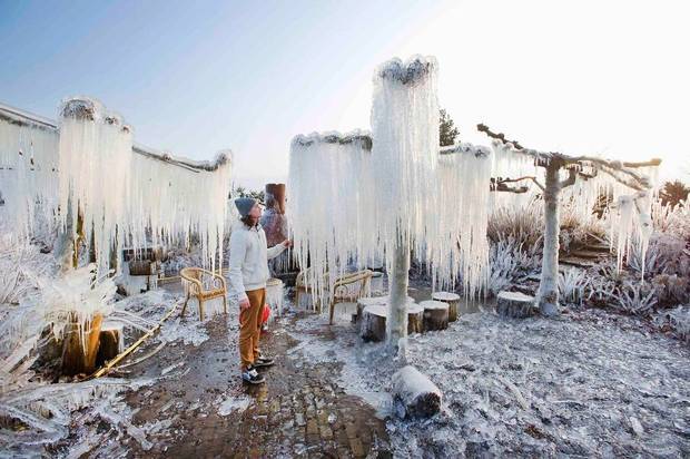 Frigid protection (Thijs Glas admires icicles on frozen branches in the nursery garden