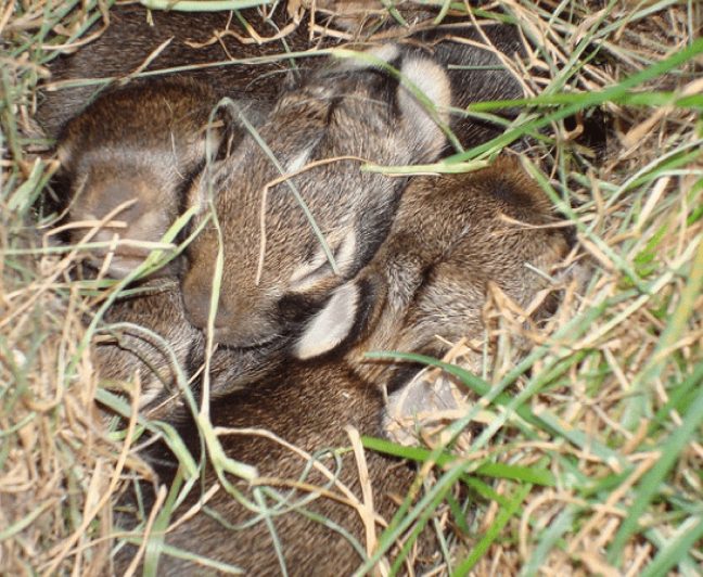 nest of baby bunnies