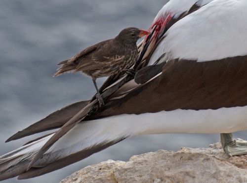 end0skeletal:The vampire finch lives on the most remote island of the Galapagos, Wolf Island. With a