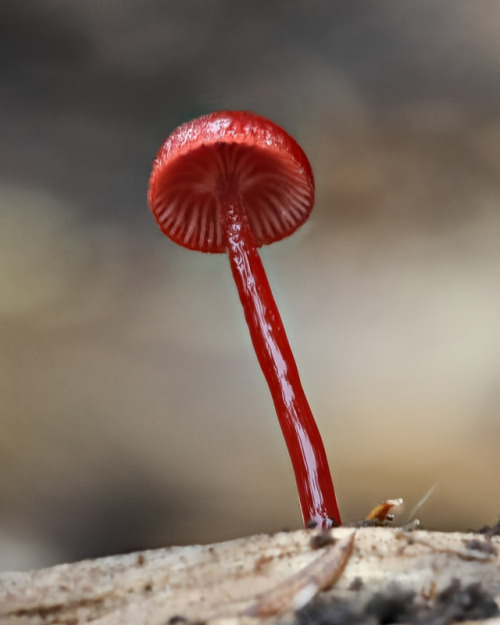 Mushroom - Ruby Bonnet - Cruentomycena viscidocruenta, NZ [OC] [1841x2301]