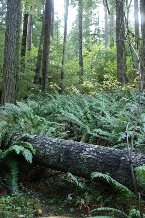 Firs and ferns