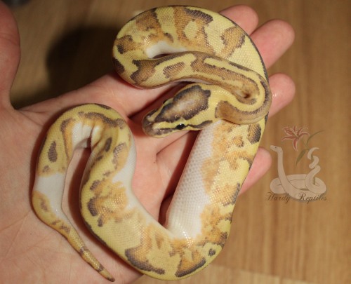 i-m-snek:This little lady ate as well, and is looking good~