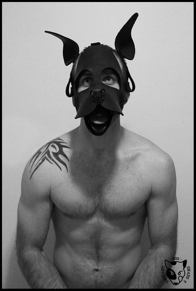 deviantdogsnaps:  Dog &amp; Bone : @MrSLeather Neoprene WOOF! Muzzle  