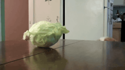 gifsboom:  Dog Steals Cabbage. video
