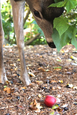 verybluebirdy:  ifonlyyoucouldseeit:  This is Harley. He is a young buck. He likes to hang out under the bushes by my house. He lets me sit and read with him. Sometimes I feed him apples.  oh no. oh no oh no. i literally just said ‘oh no ’ out loud.