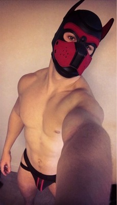 pupdrexel:  Love my new gear! Arooooooo ;)