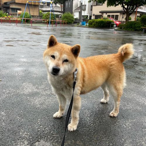 雨が降ってますね☔️ #dog #doge #shiba #shibe #shibainu #shibastagram #komugi #柴犬 #赤柴 #しばいぬ #柴犬の小麦さん #14歳  htt