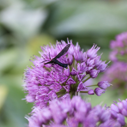 Allium Millenium and a few of her friends;  several kinds of skippers, a clearwing hummingbird 