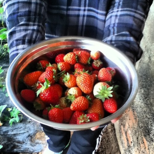 🍓Strawberry picking 🍓#dalian #studyabroad #igdaily #yum #china #strawberry