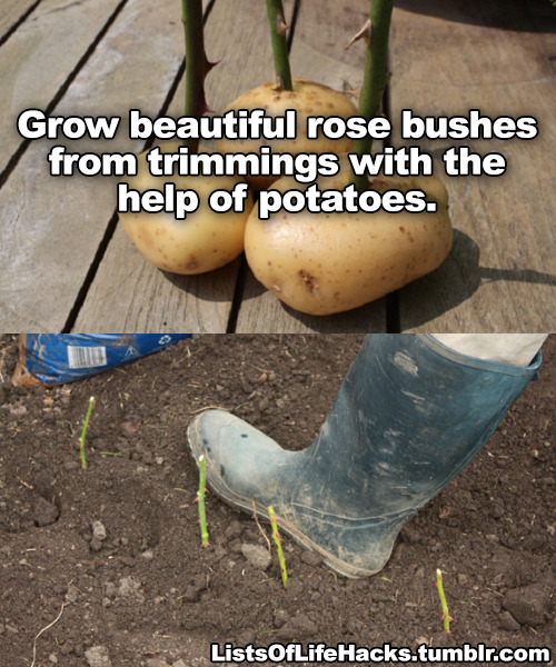 fangirltothefullest: halfdecenthomestucksprites:  falsepalindrome:  resting-dick-face:   listsoflifehacks: Genius Gardening Hacks I do a lot of this shit. The vinegar and baking soda stuff I’ll have to try. You can also use craft paper that they sell