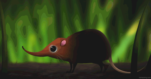 elephant shrew