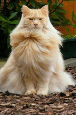 srsfunny:  This Magnificent Cat Just Went Super Saiyan
