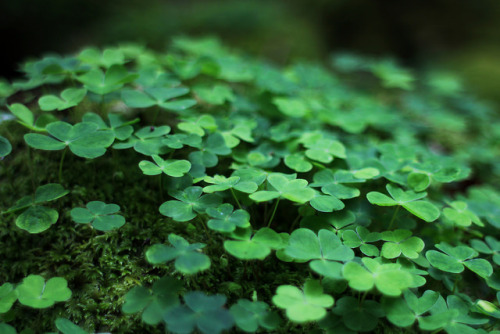 Forest floor by I.M.W. on Flickr.