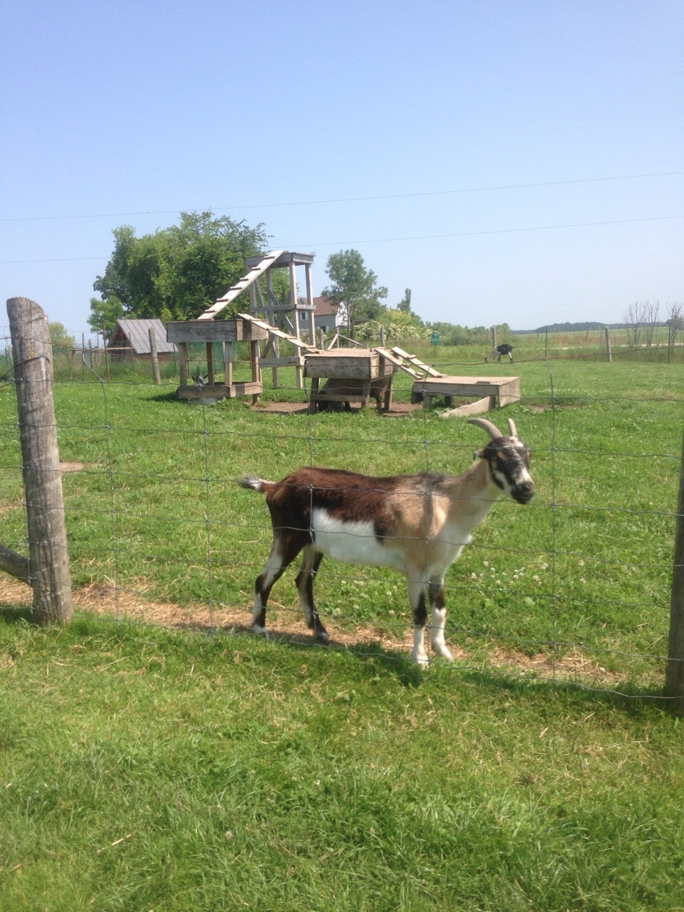 I went to my mother boyfriends farm today and I had so much fun and took a billion