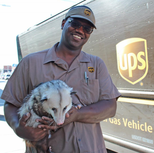 fakelaurent: ups-dogs: Hi UPS Dogs!! Here is a photo of me, Sesame the Opossum, with my friend Joe i