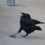 corvus-k