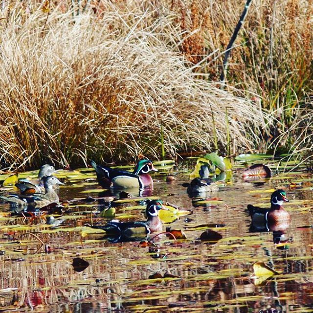 Wood Duck family #ducks #birds #wildlife (at Mill Pond Park)