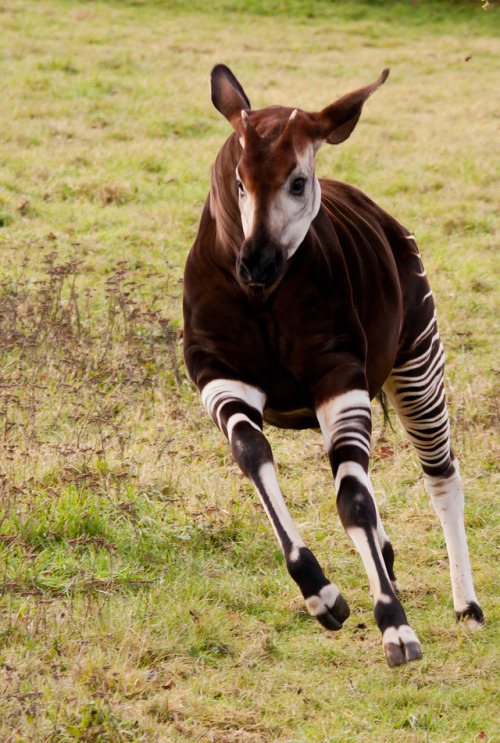 funkysafari:Okapi by Mike Angel