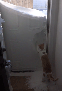 huffingtonpost:  Cat Battles Snow Drift Like Nobody’s Business