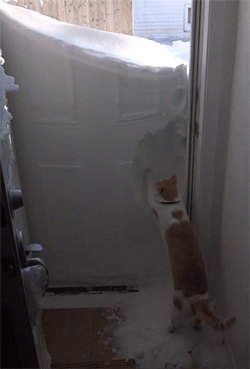 huffingtonpost:  Cat Battles Snow Drift Like