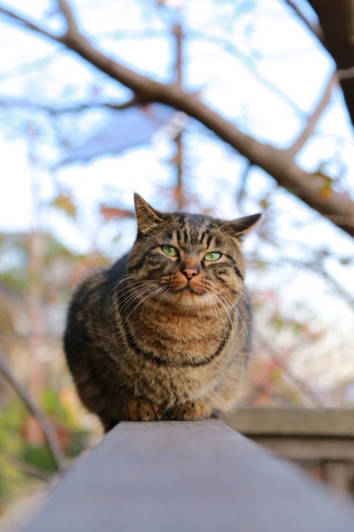 江ノ島