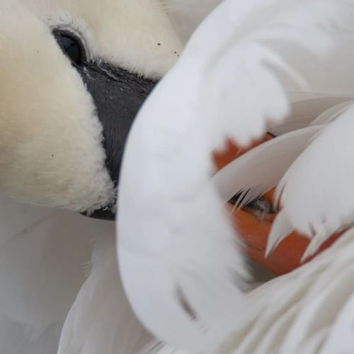Mute Swan preening  .  .  .  #preening #swan #muteswan #bird #birdphotography #photography #wildlife