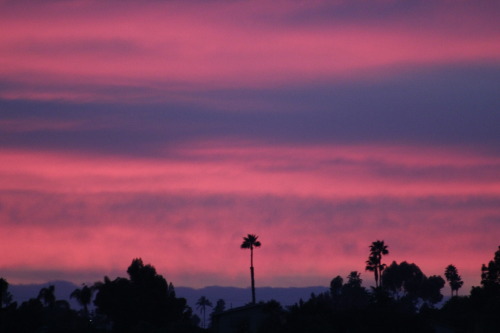 Some photos I took a week or two ago.The sky turns this amazing cotton candy color and I just can&rs