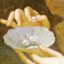 pearlycomplaints