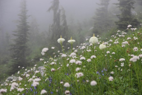 burningmine:Lake of the Angels Trail, July 2020