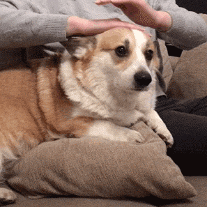 noobtheloser:Meaningless Pets. :’(I do a lot of these.So do other people.