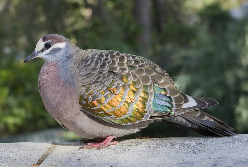 thalassarche:Common Bronzewing (Phaps chalcoptera) - photo by Chris Spiker