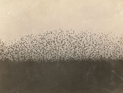 Rudolf Zimmermann - Star (Sturnus vulgaris L.). Starenflug, am Morgen das Rohr verlassend, 1912.08.0