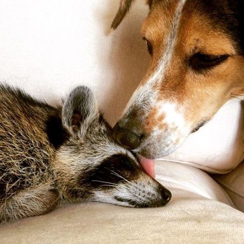 Porn Pics awesome-picz:    Orphaned Raccoon Rescued