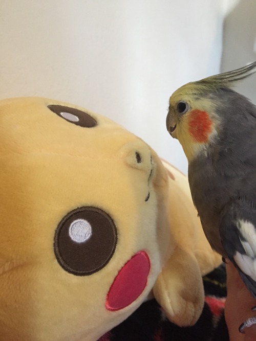 pepperandpals:  A meeting of the Pikachu cheeks 