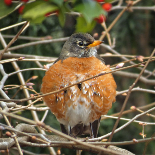 Round RobinAmerican Robin (Turdus migratorius)February 17, 2022Southeastern Pennsylvania