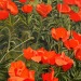 leahgardner-art:I’ve always loved poppies porn pictures