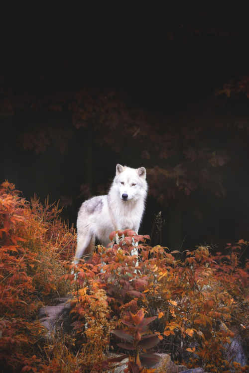 stayfr-sh:  Lone Wolf