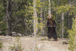 animal-factbook:  Some bears will stand straight