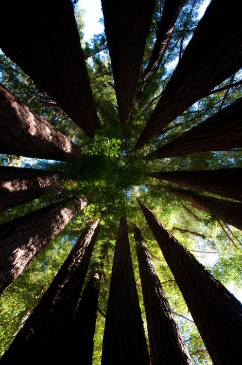 brookbooh:Forest views