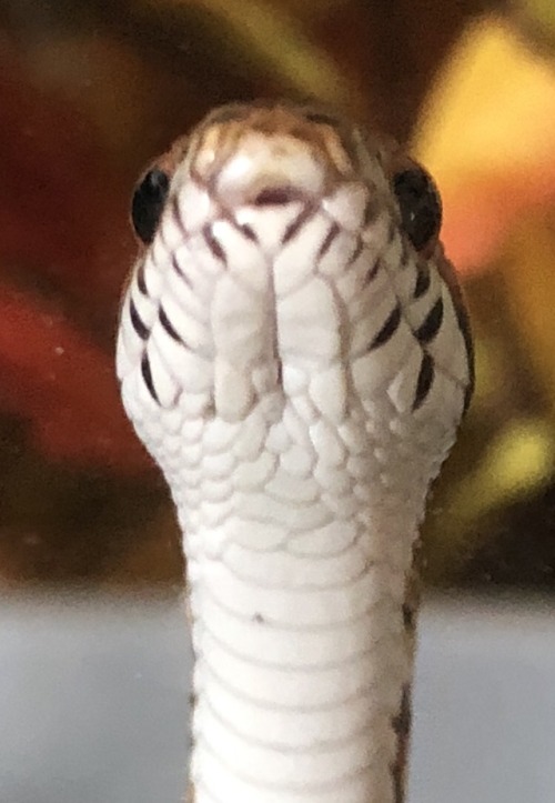 emodotcom:u have food for me? ft. wilsons little neck freckles