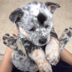 Puppy post! Omg so much cuteness!!! #puppy