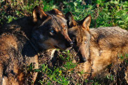 wolveswolves: Happy Mother’s Day for those celebrating! And for those who feel like they have to survive these 24 hours, I’m here for you   Mother and daughter, Iberian wolves (Canis lupus signatus) by João Paulo Ferreira  