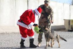 menandtheirdogs:      SEAL Of Honor    Santa made a special stop in Afghanistan to deliver some tennis balls to our K9 Troops!!    