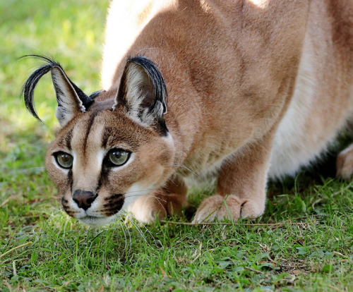 coolcatgroup:sdzoo:Uncovering why caracals have ear tufts is tough. So much so, that scientists can’