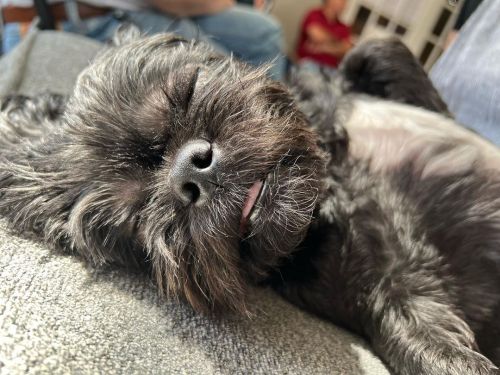 <p>Happy #nationalpetday from me, your boy Lester.</p>

<p>#lesterpawfus #lesterhere #shihtzu #shihtzusofinstagram #napsarelife  (at Fiddlestar Camps)<br/>
<a href="https://www.instagram.com/p/CcO5ce_rdrw/?igshid=NGJjMDIxMWI=">https://www.instagram.com/p/CcO5ce_rdrw/?igshid=NGJjMDIxMWI=</a></p>