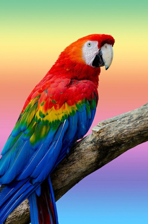 x-enial:  x-enial:  Parrot by Gilles Menghetti  