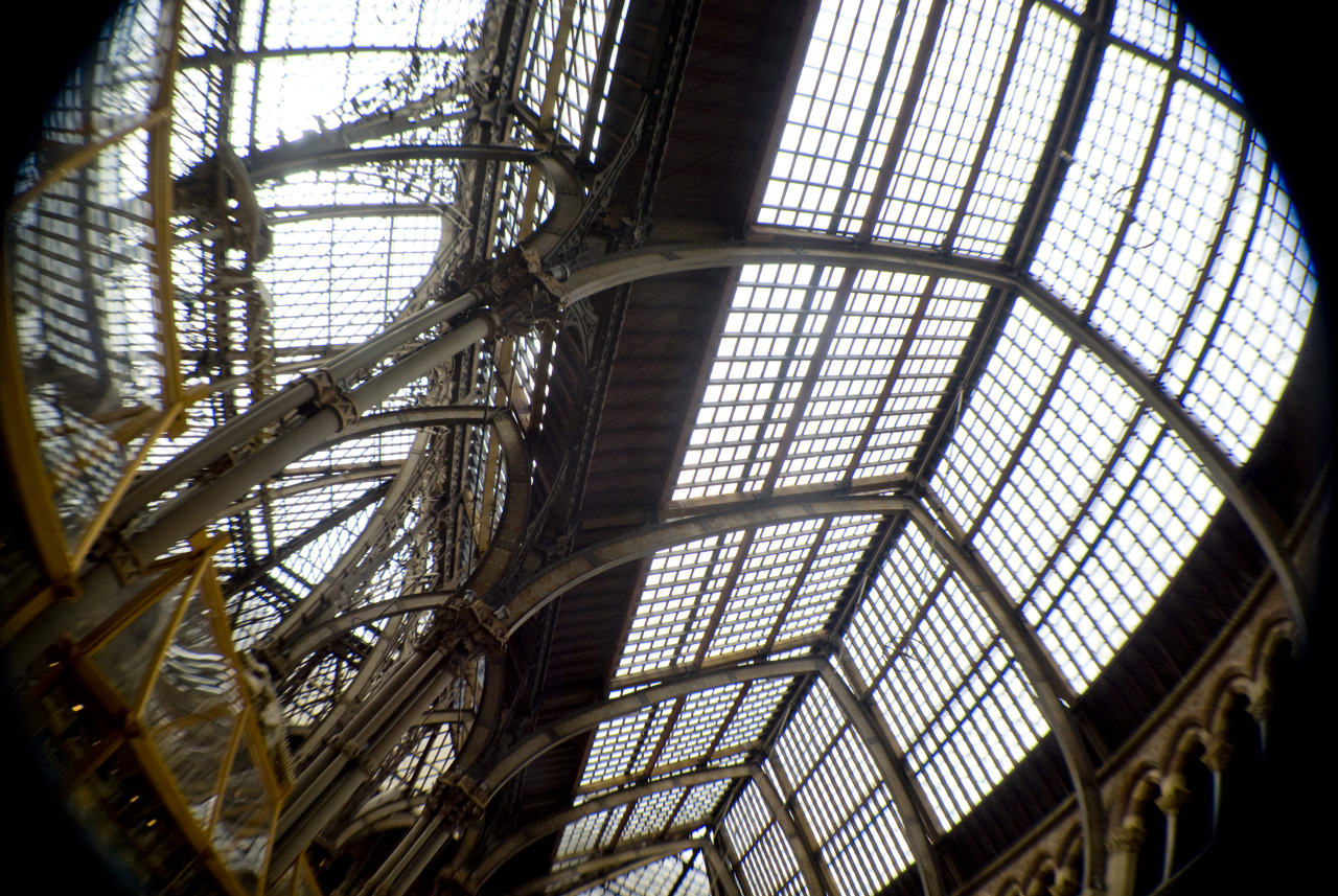 the new / old glass ceiling that fits so well with all the old bones.
I was lucky enough to grow up in Oxford and many an hour was spent in here and in the Pitt Rivers Museum. I took a few photographs in this mini series so I’m stacking them up for...